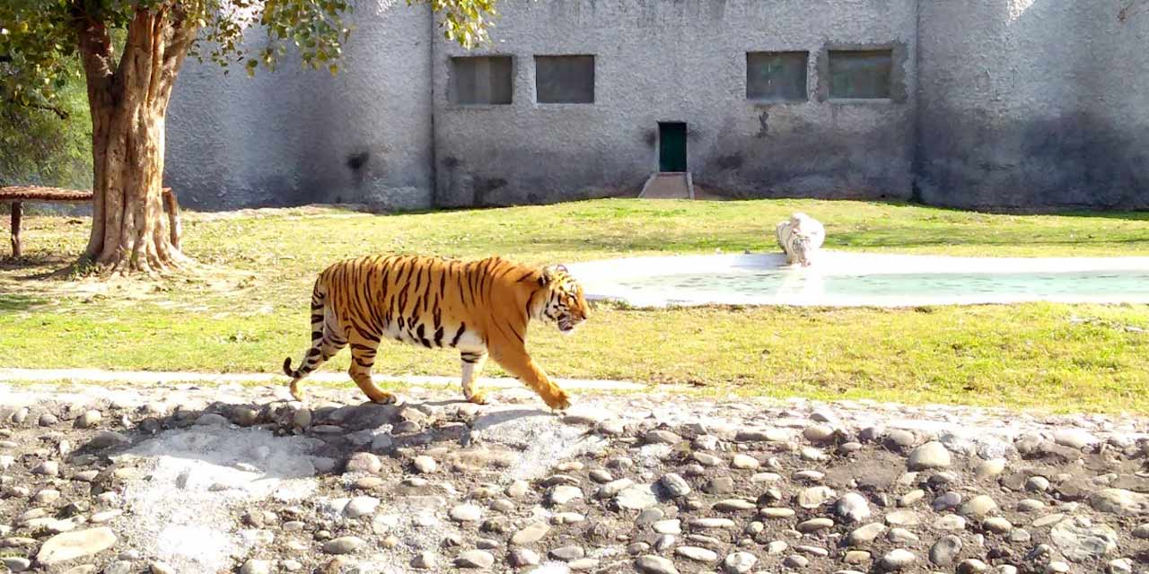 Chhatbir Zoo, Chandigarh